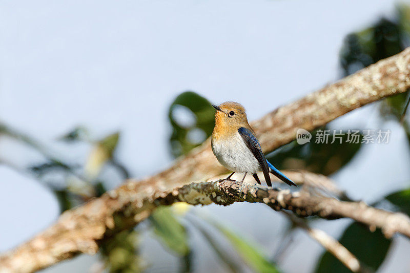 捕蝇鸟:成年雄性蓝宝石捕蝇鸟(Ficedula Sapphire)。